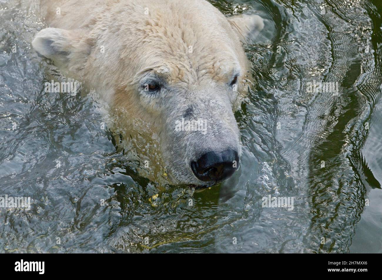 Swimming polar bear, polar bear in water, head of polar bear, portrait of polar bear, Zoo Hellabrunn, Munich, Bavaria, Germany Stock Photo