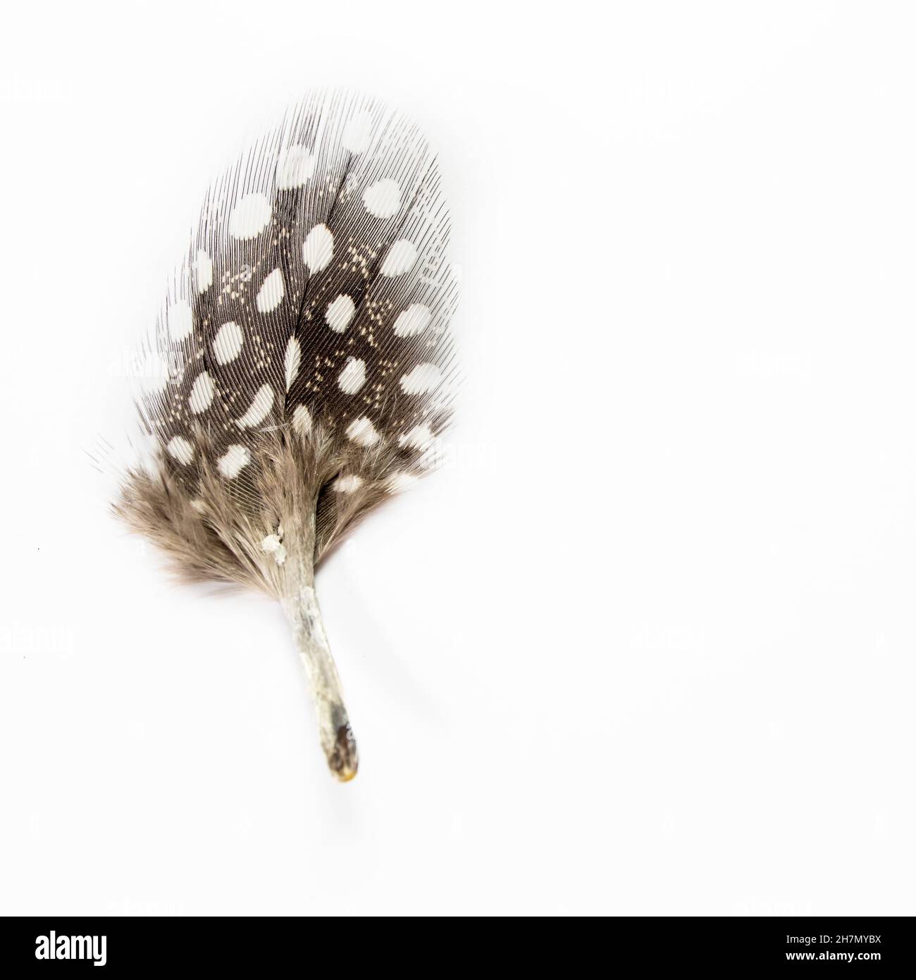 Quail feather hi-res stock photography and images - Alamy
