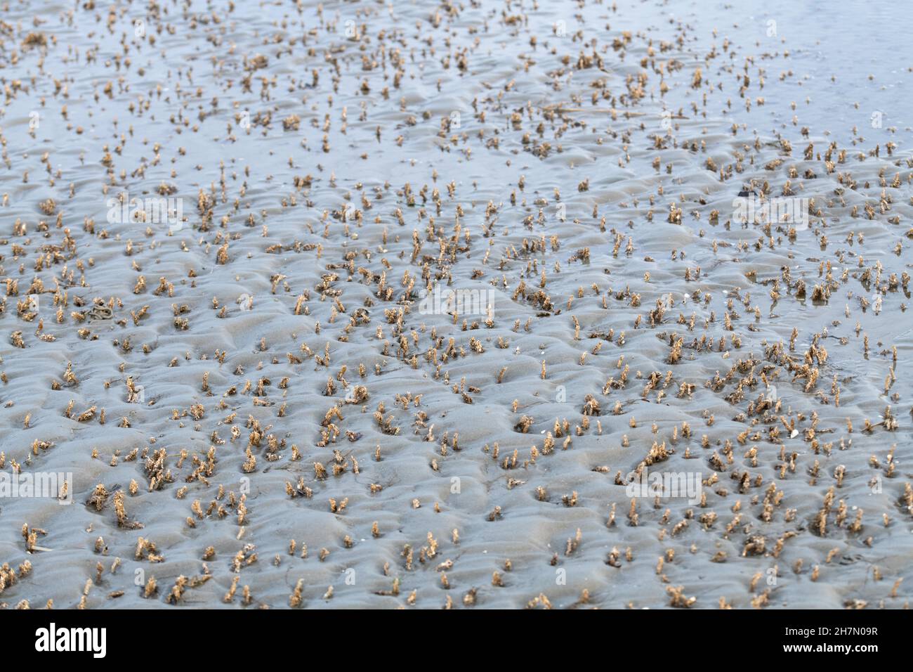 Sand mason worm (Lanice conchilega), large population in sandy mudflats, Schillig, Lower Saxony Wadden Sea National Park, Lower Saxony, Germany Stock Photo