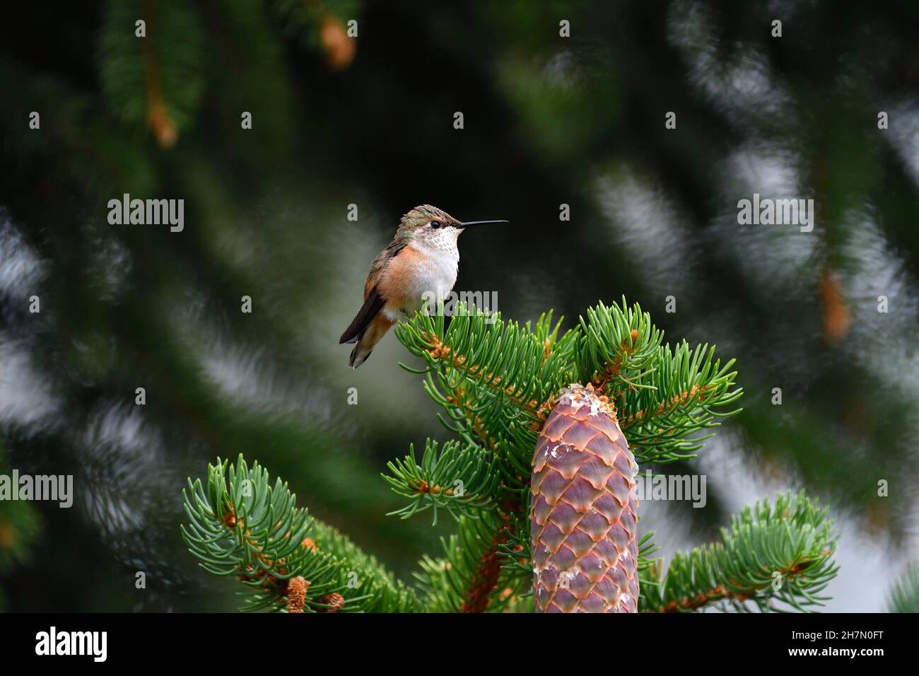 Red-backed Cinnamon Hummingbird, also called Fox Hummingbird (Selaphorus rufus), side view, sitting on spruce, British Columbia, Canada Stock Photo