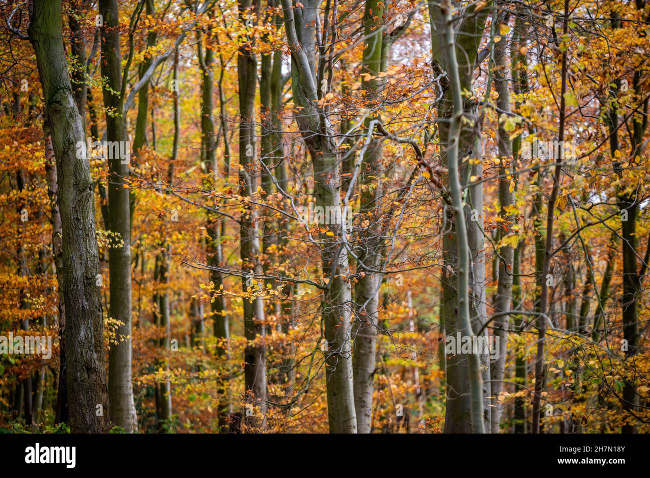 Spring In Rutland Rutland, November 19th 2021: The woods around Rutland Water Stock Photo ...