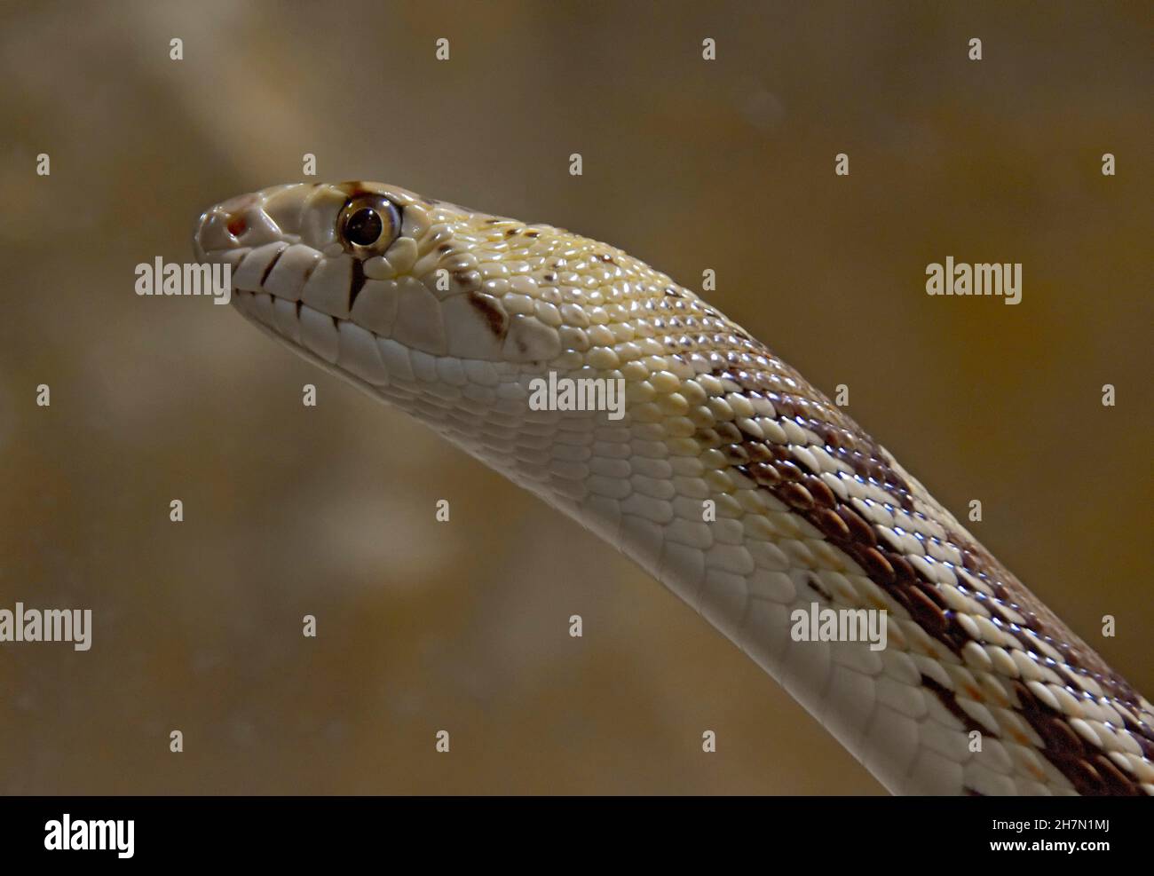Chain bull snake (Pithuophis catenifer), captured, Zoo Vivarium, Darmstadt,  Hesse, Germany Stock Photo - Alamy