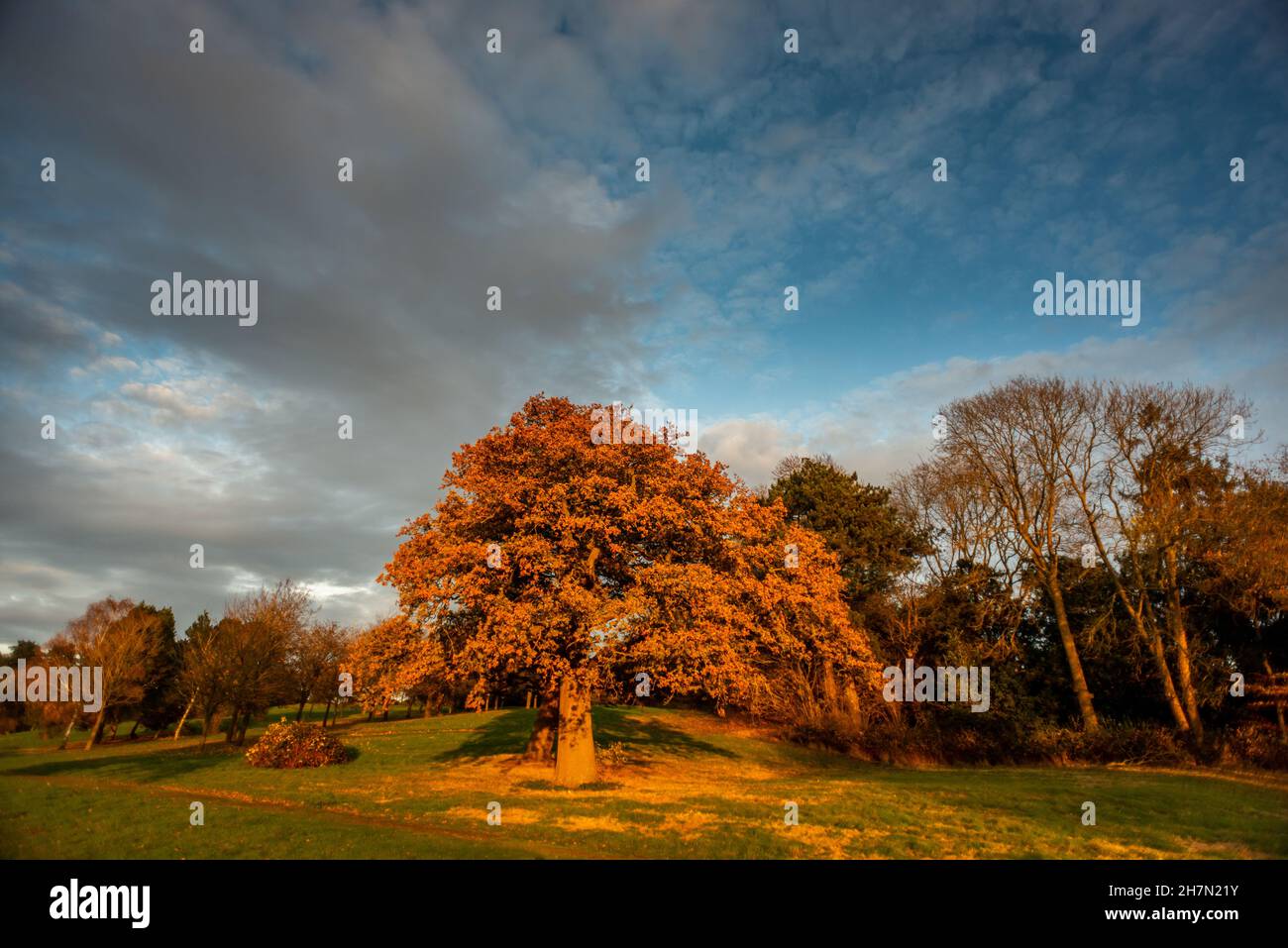 Spring In Rutland Rutland, November 19th 2021: The woods around Rutland Water Stock Photo ...