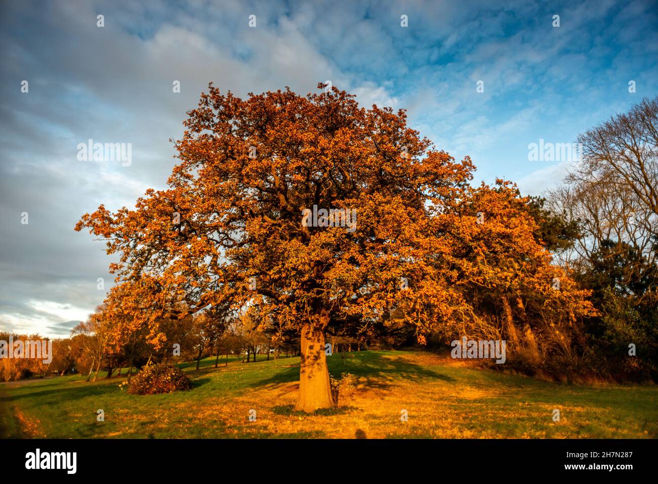 Spring In Rutland Rutland, November 19th 2021: The woods around Rutland Water Stock Photo ...