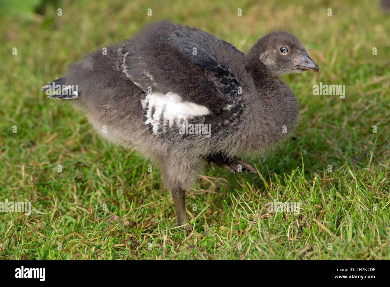 Red-breasted Goose (Branta ruficollis).   25 days old gosling. Showing a stage in growing hard feather, juvenile, plumage development Bred incaptivity Stock Photo