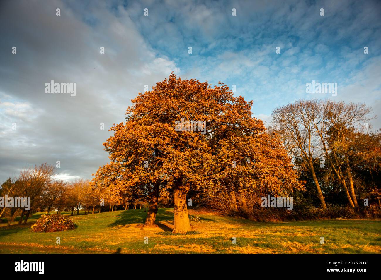 Spring In Rutland Rutland, November 19th 2021: The woods around Rutland Water Stock Photo ...