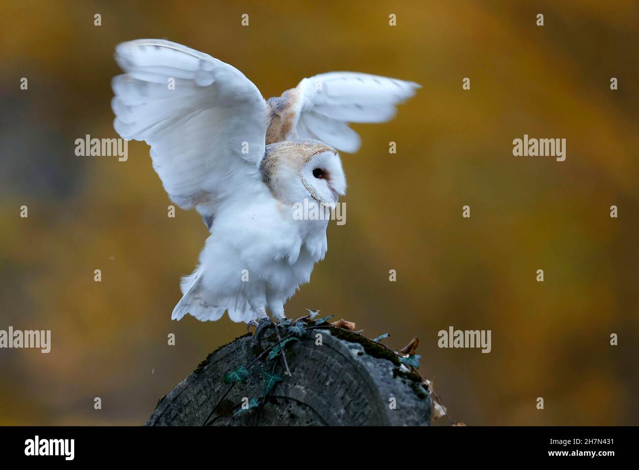 Common barn owl (Tyto alba), on a gravestone, Czech Republic Stock Photo