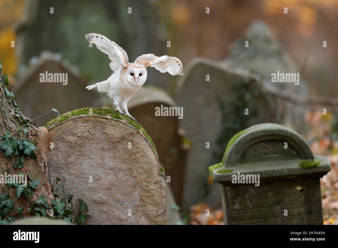 Common barn owl (Tyto alba), on a gravestone, Czech Republic Stock Photo