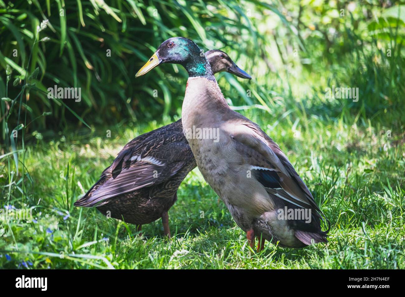 Indian Runner duck - couple of ducks - drake and female duck Stock Photo