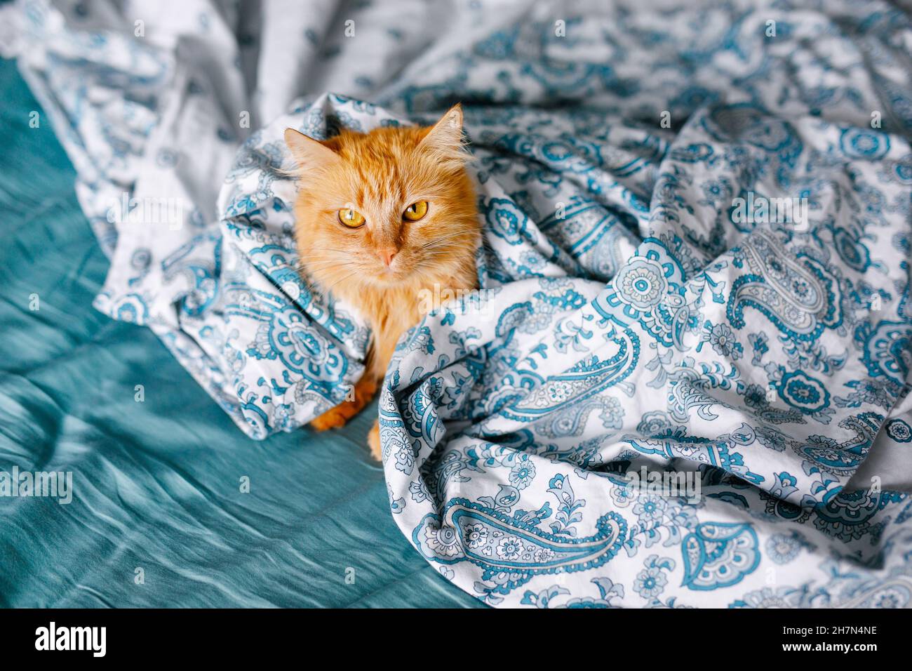 Ginger cute fluffy cat lies on the bed with a birch-colored sheet and a ...