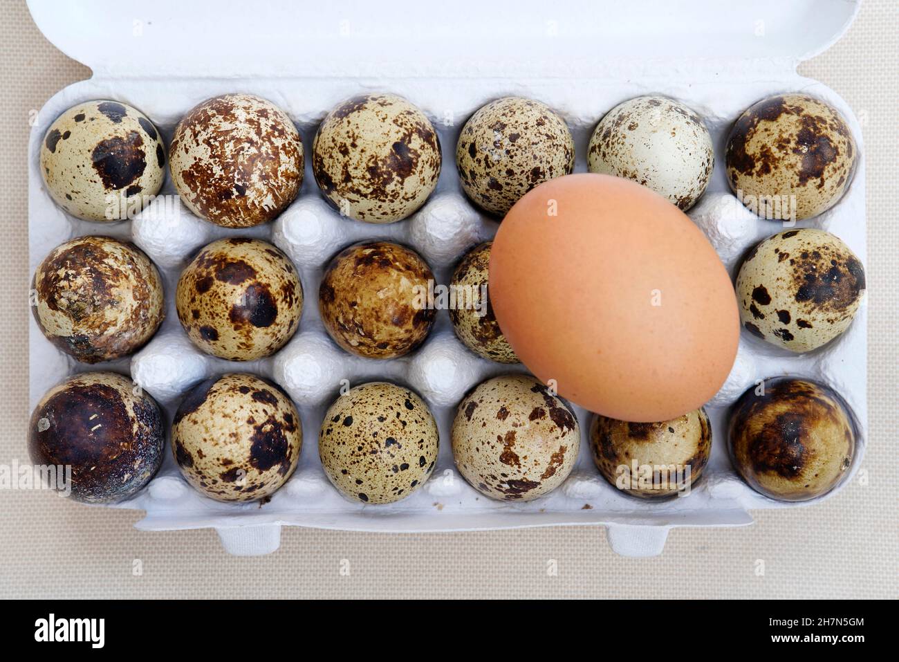 Quail egg (Coturnix coturnix) and hen's egg, Czech Republic Stock Photo