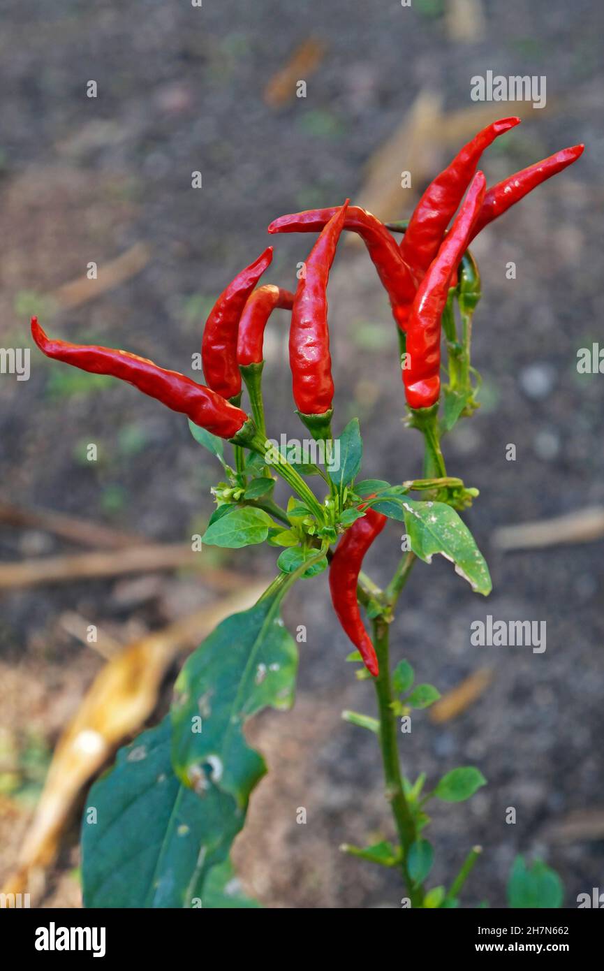 Chili peppers (Capsicum frutescens) on garden Stock Photo