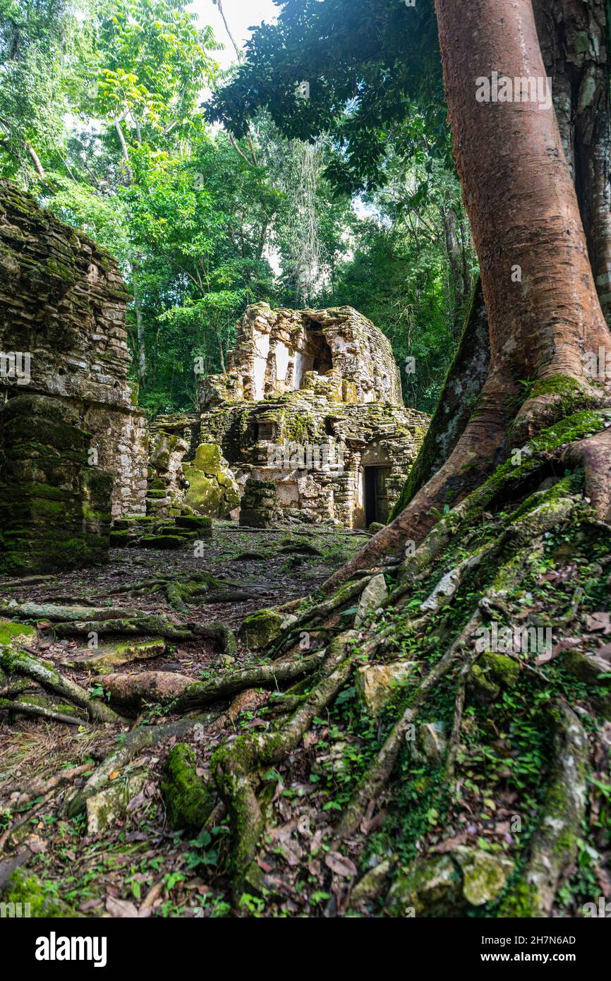 Archeological Maya site Yaxchilan in the jungle of Chiapas, Mexico ...
