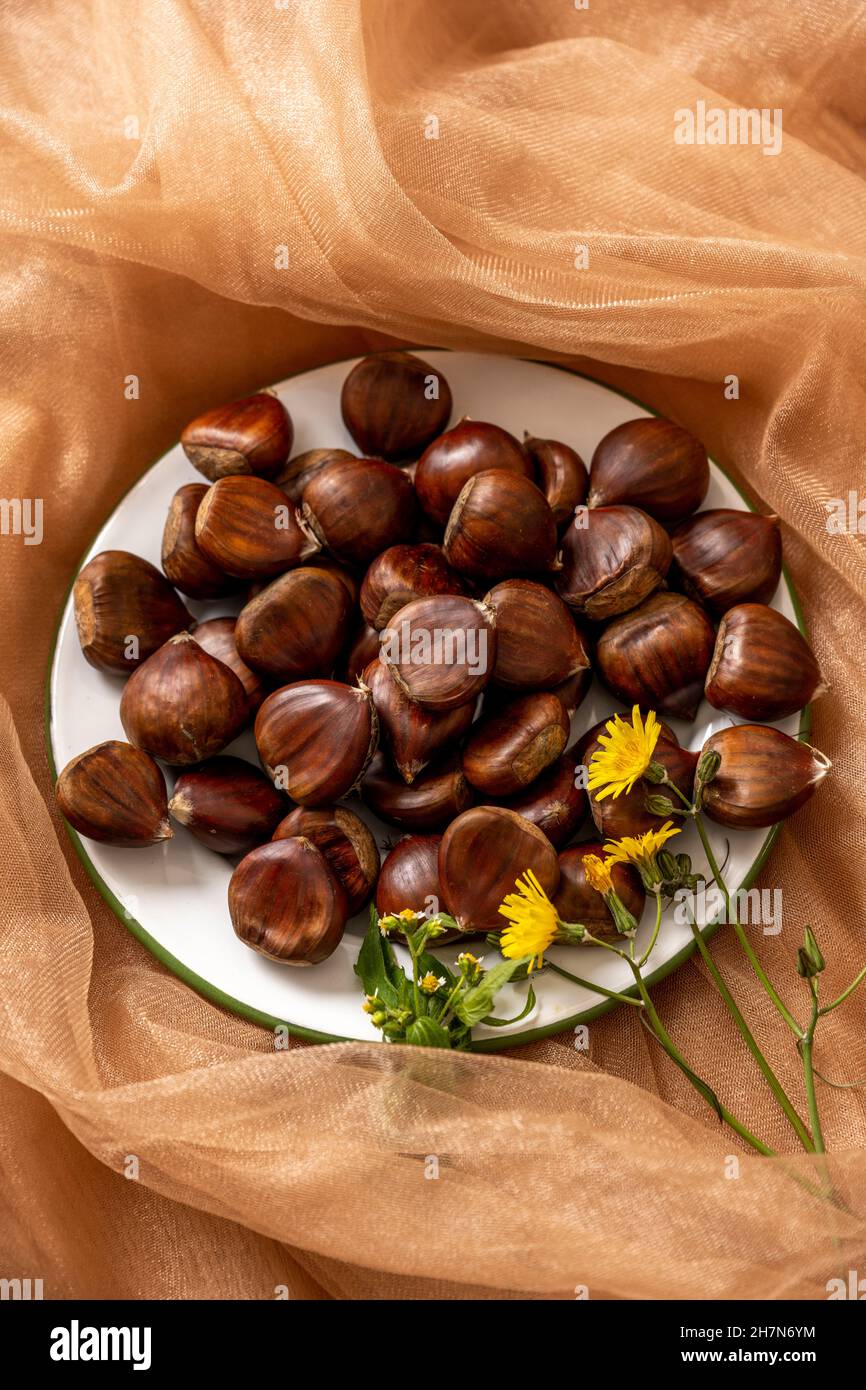 the fruit of the chestnut tree, native to the temperate climates of the northern hemisphere. The fruit is a very spiny subglobose capsule. Accompanied Stock Photo