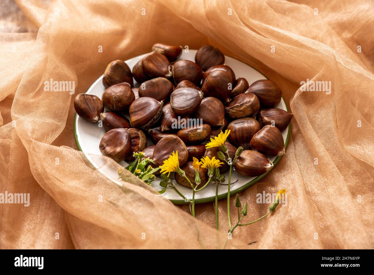 the fruit of the chestnut tree, native to the temperate climates of the northern hemisphere. The fruit is a very spiny subglobose capsule. Accompanied Stock Photo