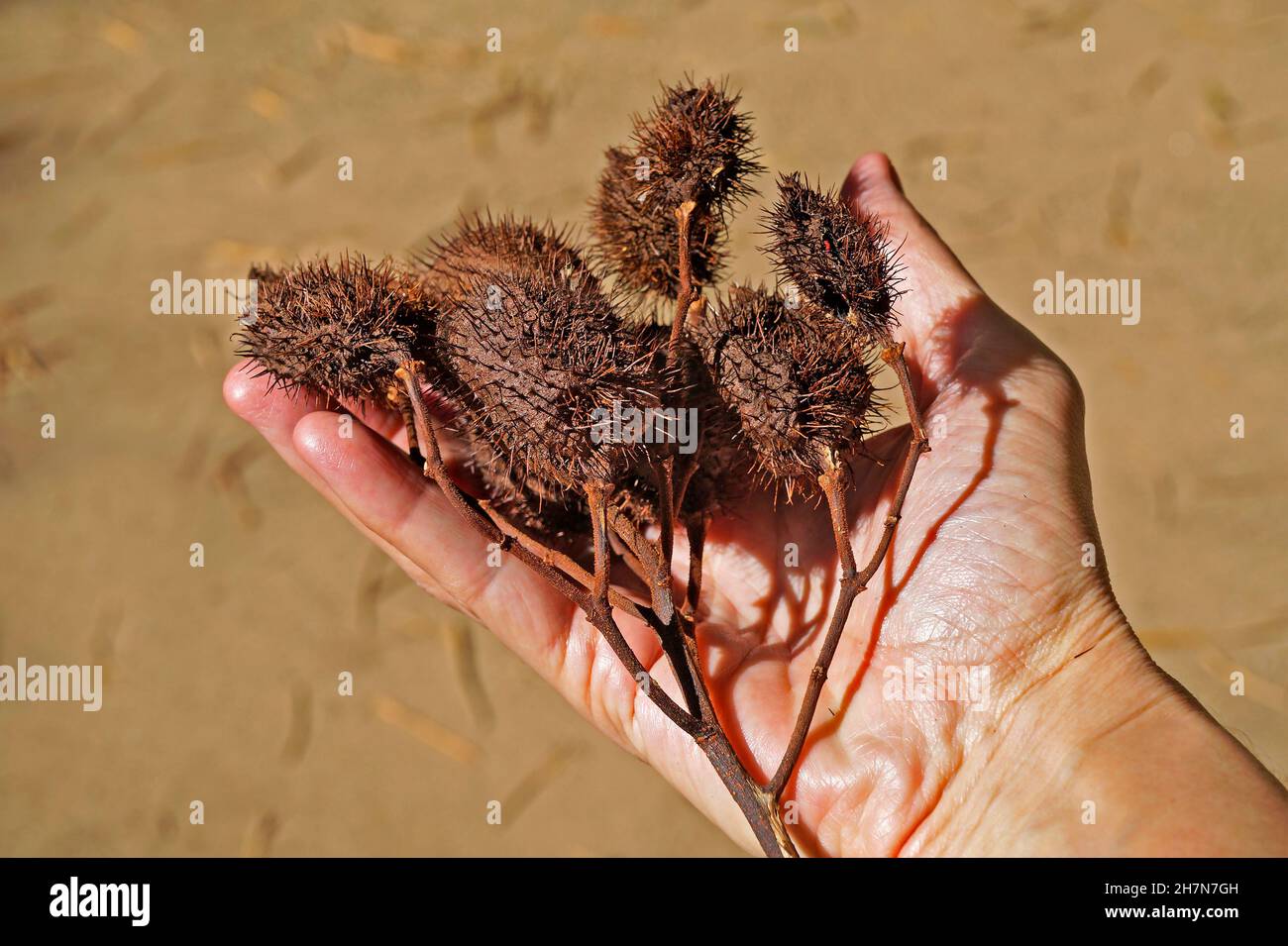 Achiote seeds (Bixa orellana) on hand Stock Photo