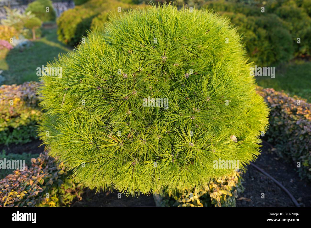 Decorative coniferous tree with a spherical crown Stock Photo