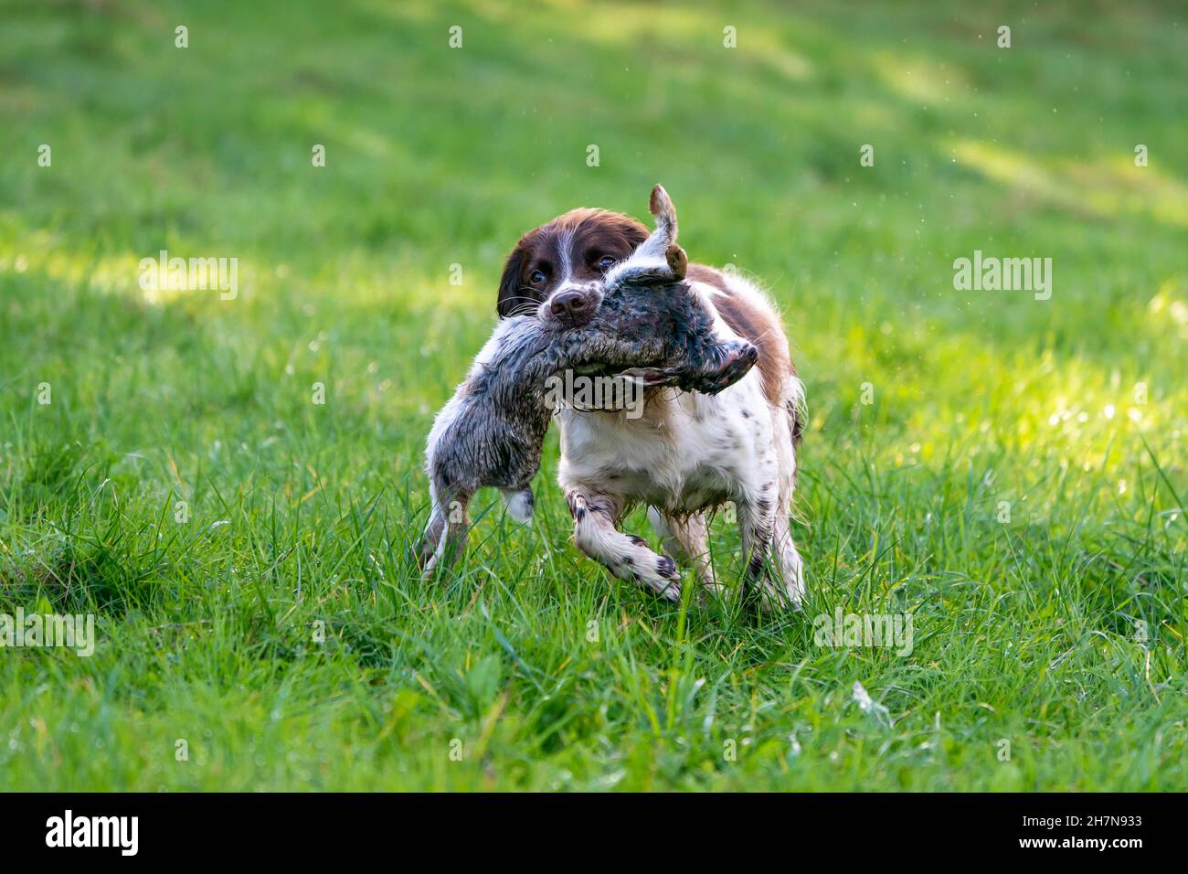 Hunting dog, Springer spaniel, retrieves rabbits, Vulkaneifel