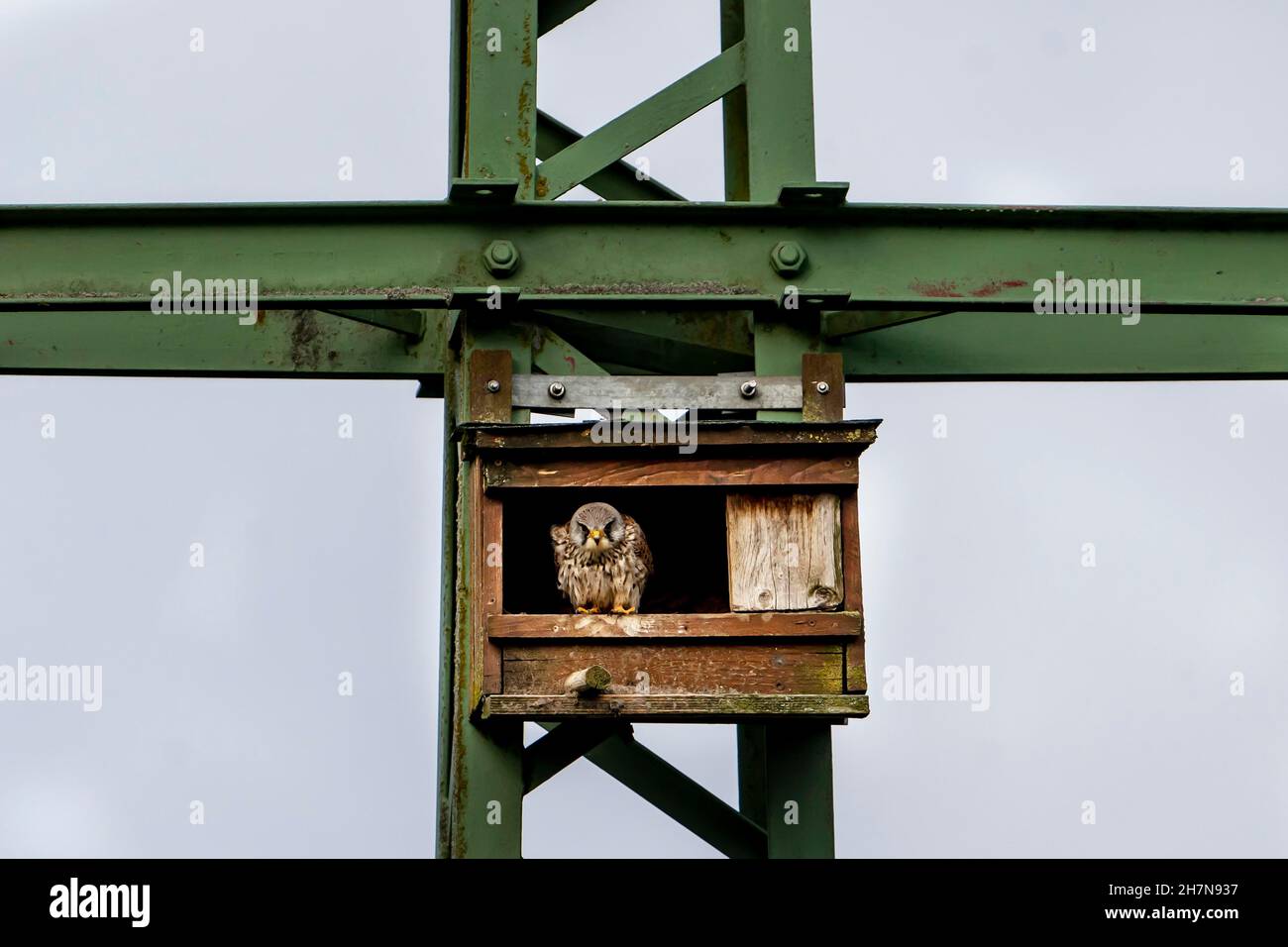 Common kestrel (Falco tinnunculus), sitting in an artificial nesting box attached to a power pole, Vulkaneifel, Rhineland-Palatinate, Germany Stock Photo