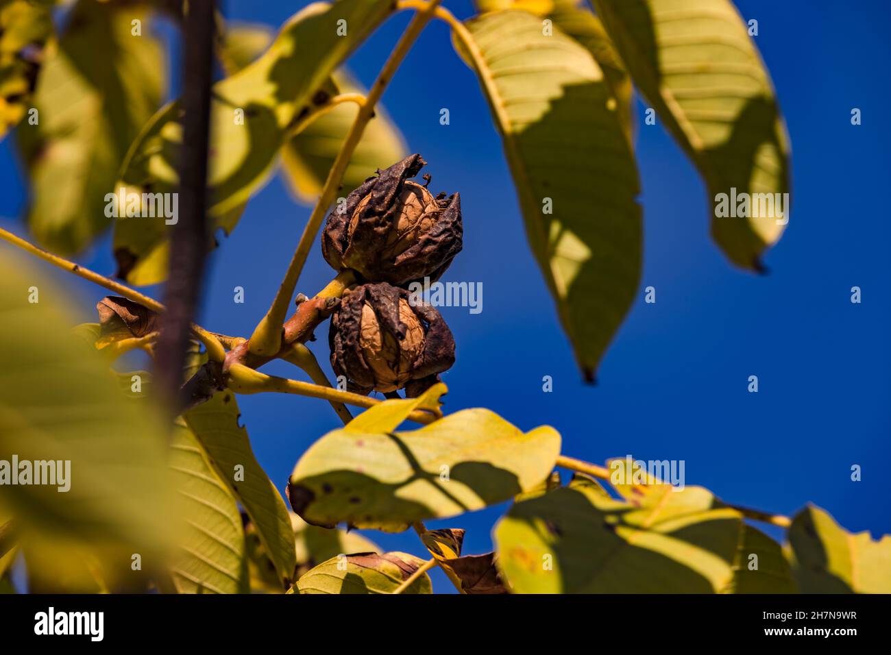 Walnuts and leaves on the tree with open shell against blue sky in autumn Stock Photo