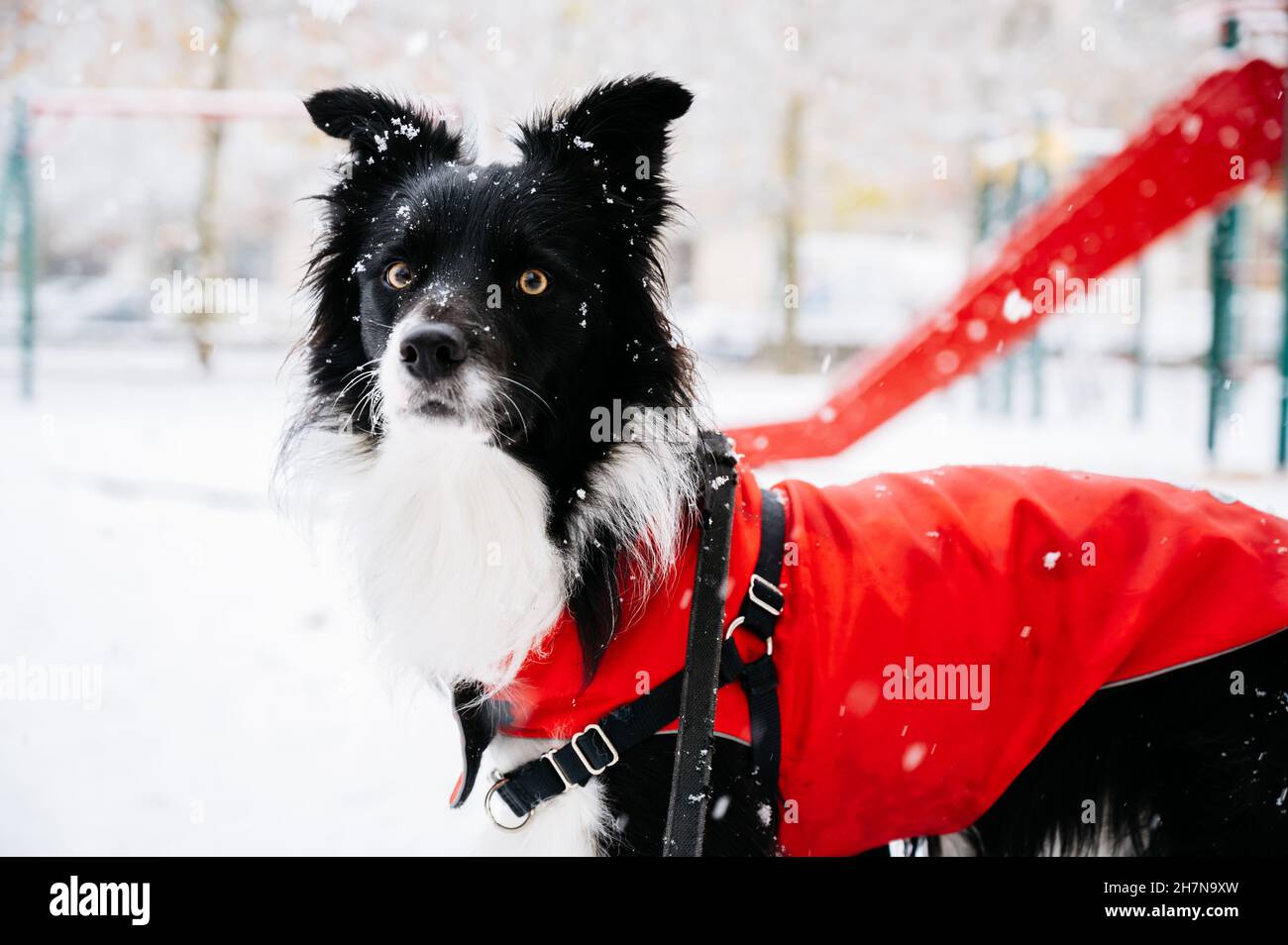 Young border collie dog in the snow with a red rain jacket. Winter
