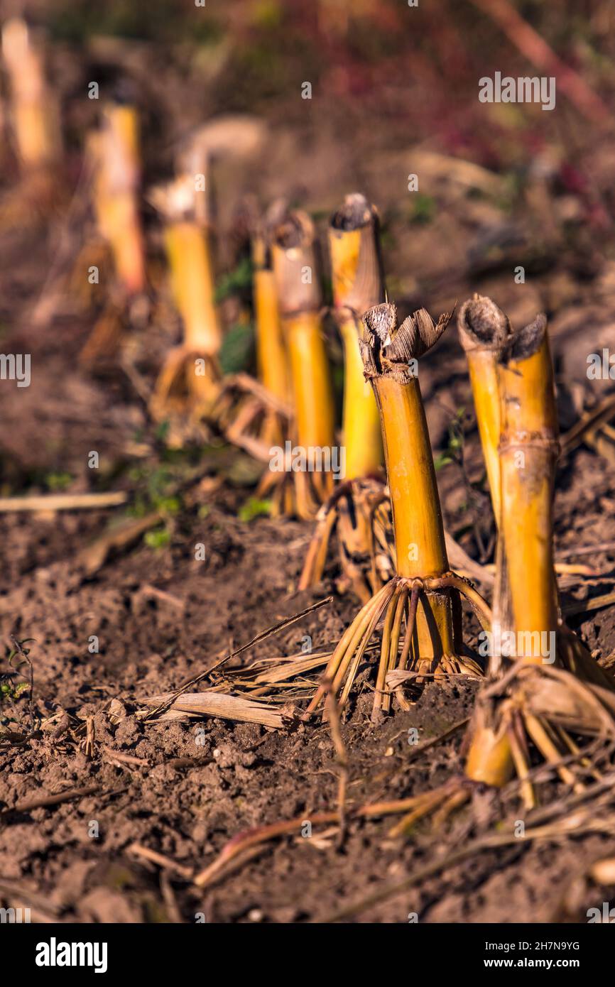 Cut corn stalks on a corn field in South Hesse, Germany Stock Photo