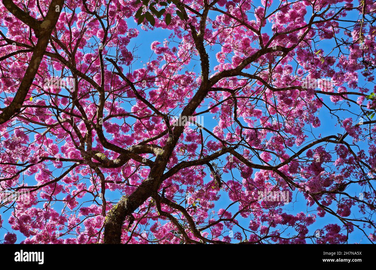 Pink ipe or pink trumpet tree, (Handroanthus impetiginosus) Stock Photo