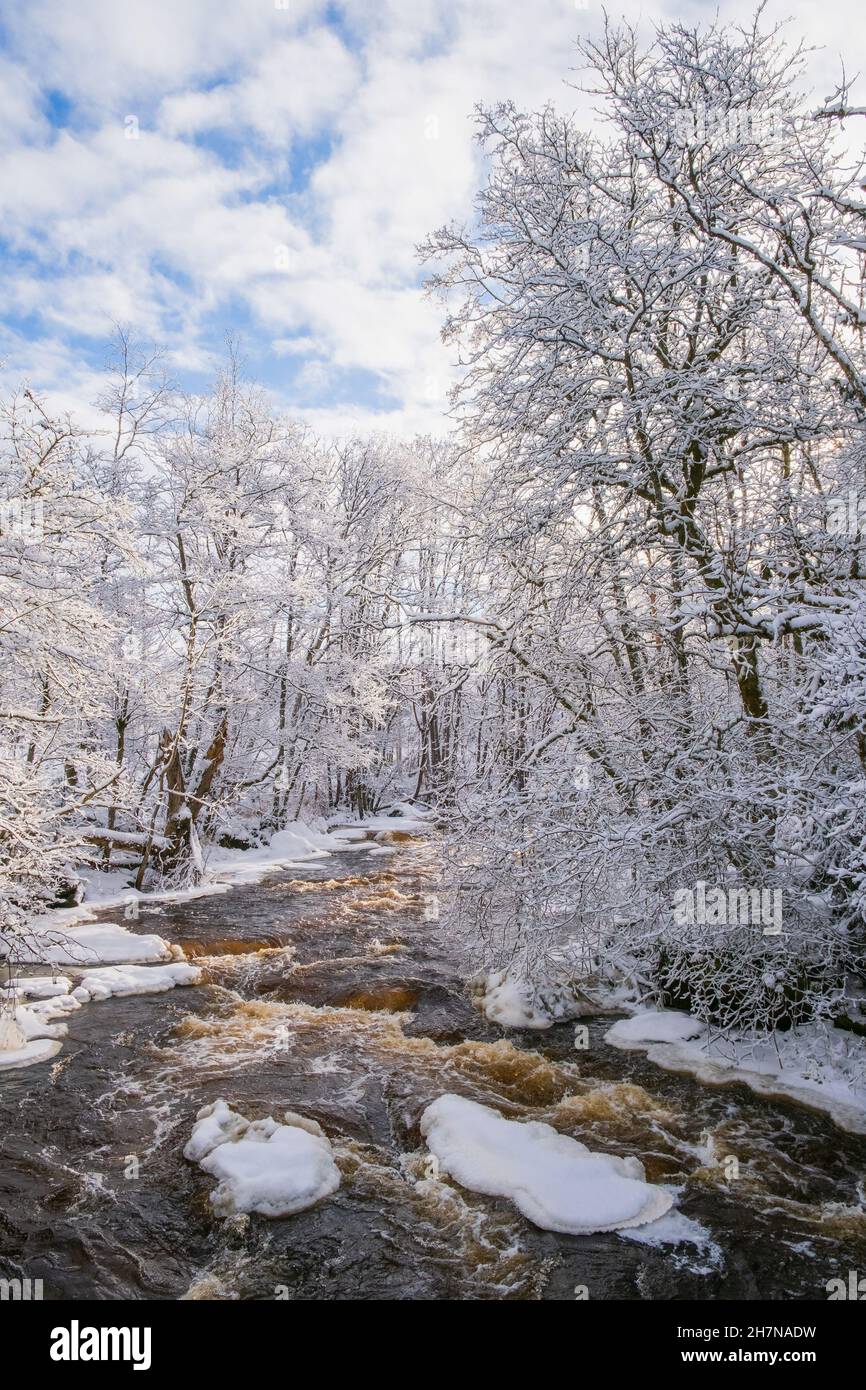 Rapid river in a winter forest Stock Photo