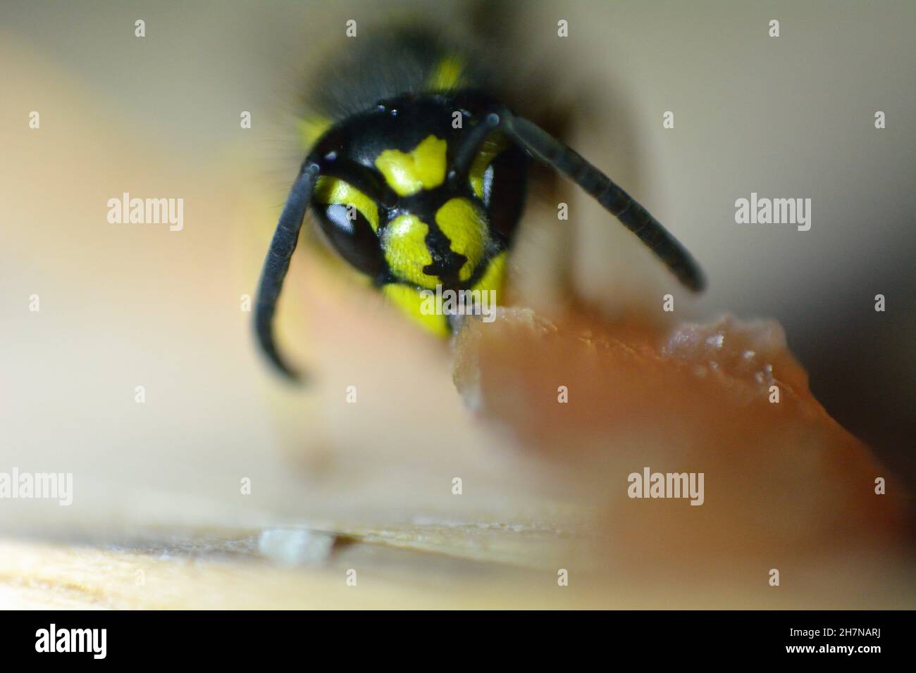 Wasp Eating Ham in Close Up. Stock Photo