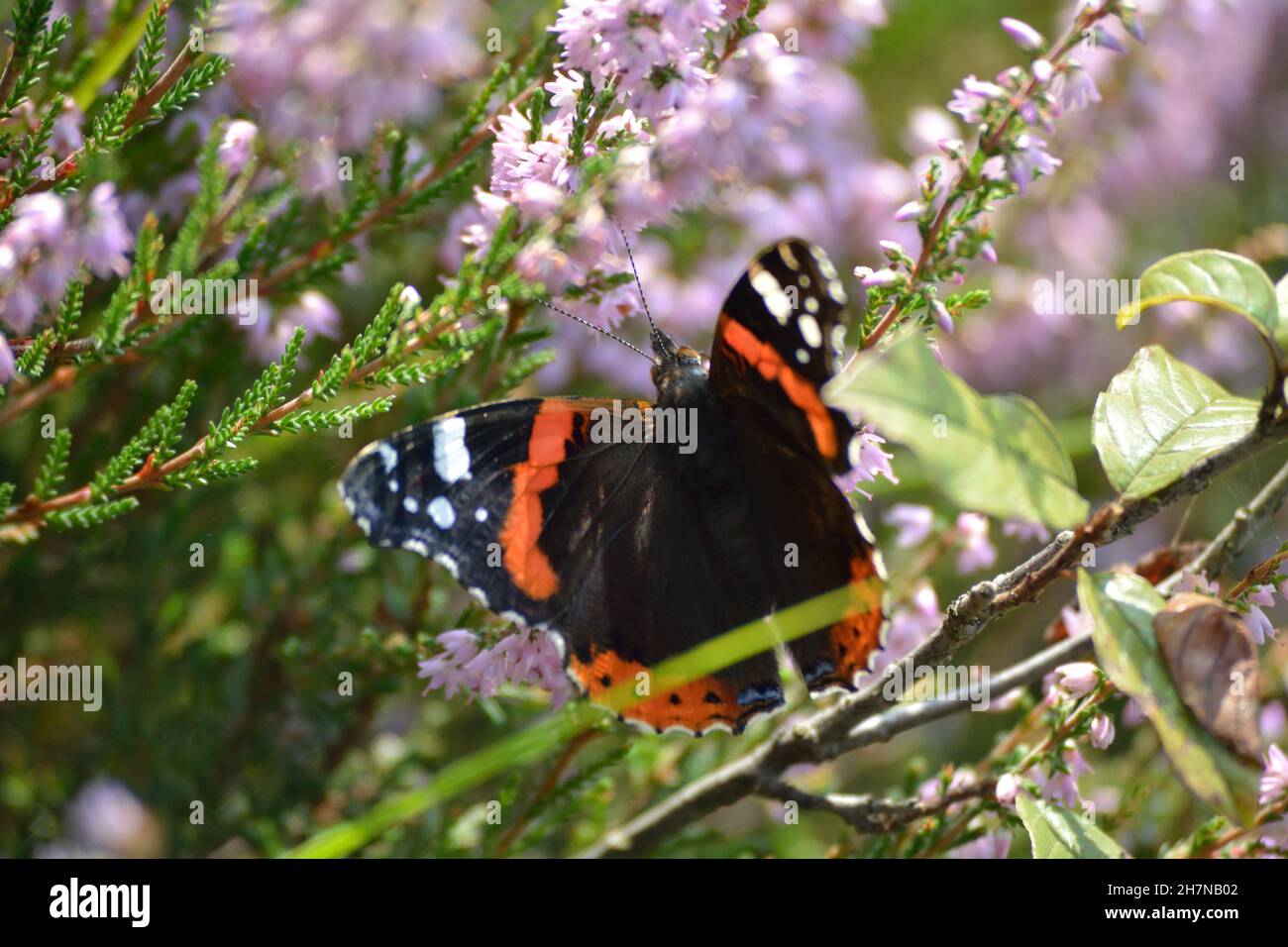 Admiral Butterfly. Stock Photo