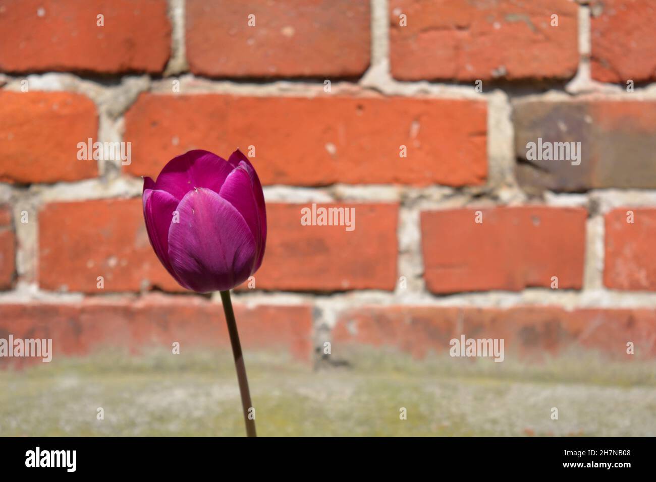 Purple Tulip Infront of Bricks. Stock Photo