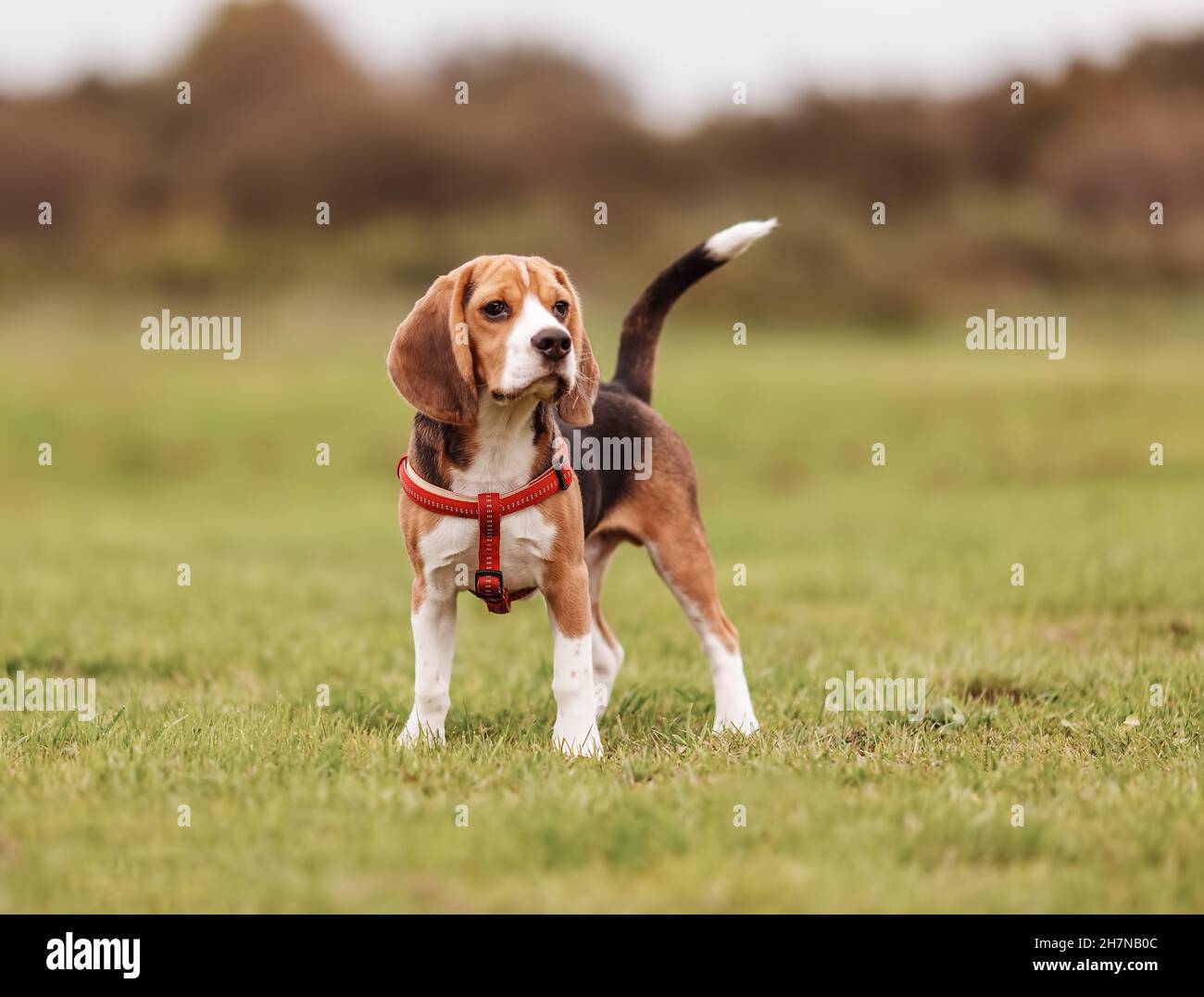 Puppy of Beagle playing on the lawn in nature Stock Photo - Alamy