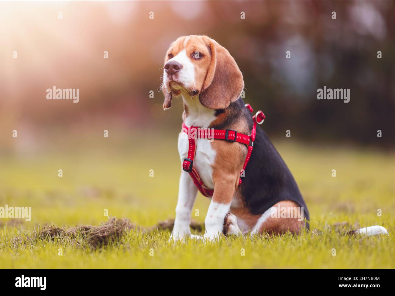 Puppy of Beagle playing on the lawn in nature Stock Photo - Alamy