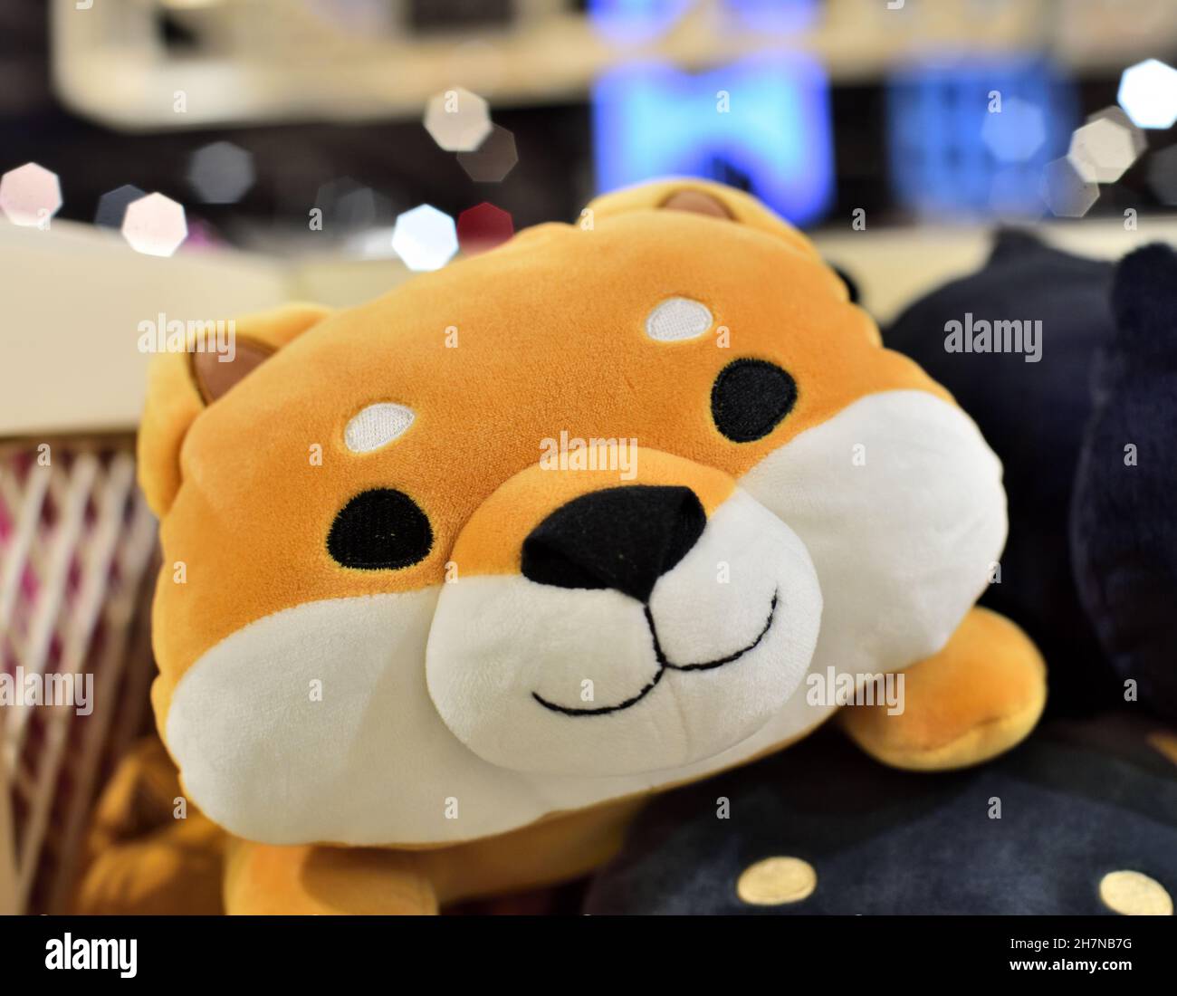Fluffy Shiba toy dog Stock Photo