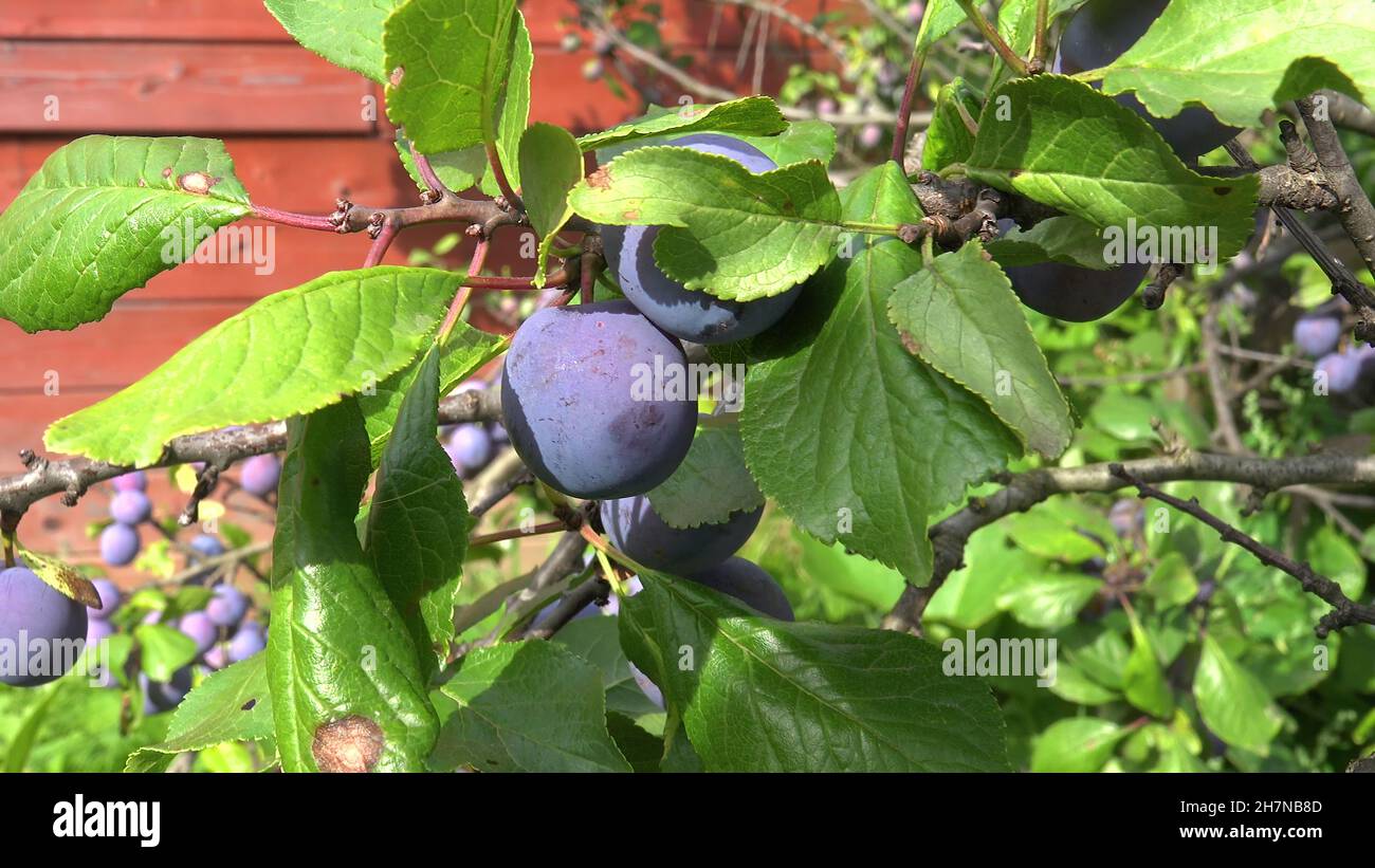Shooting of ripen plums hanging on the tree Stock Photo Alamy