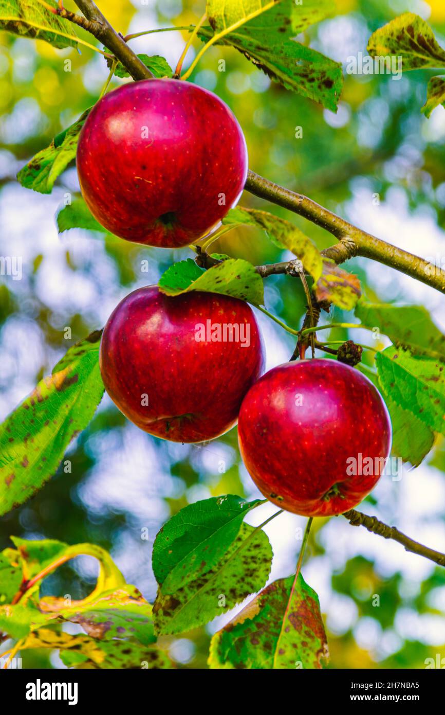 Ripe apples hanging in the trees Stock Photo - Alamy
