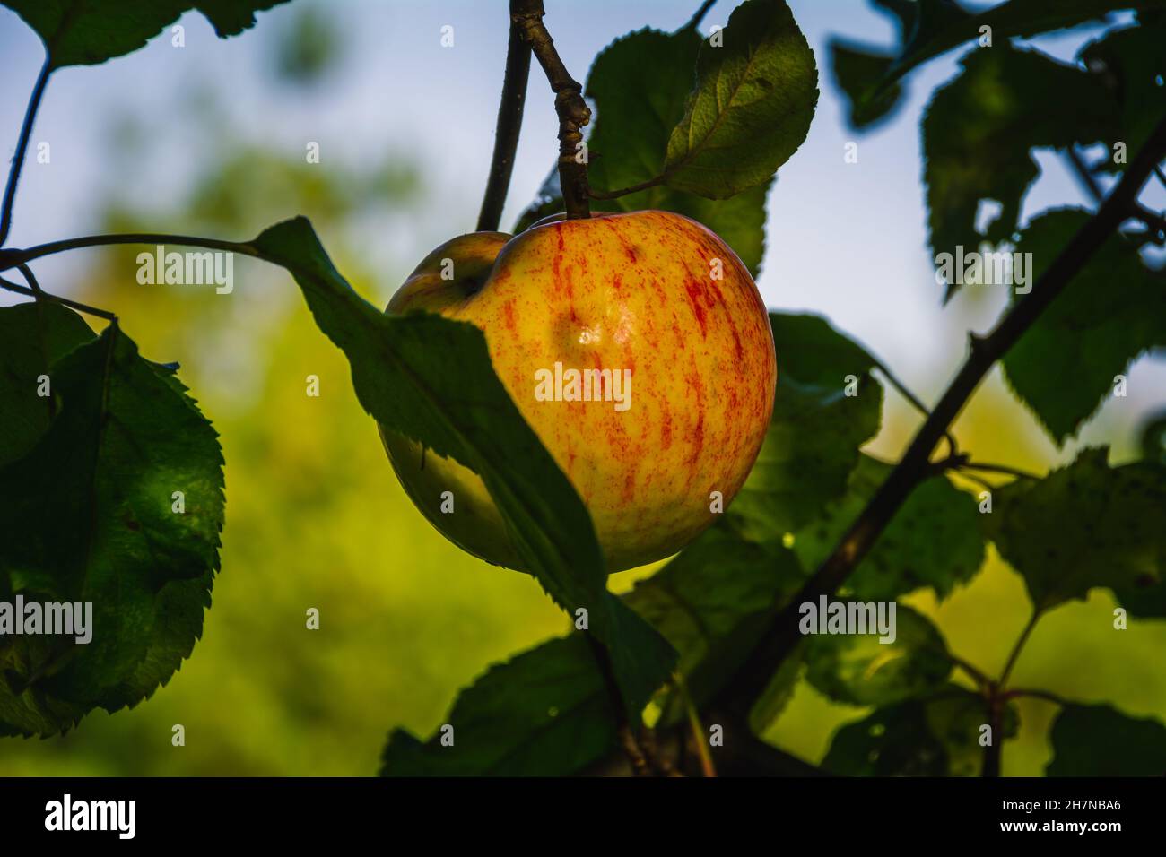 Ripe apples hanging in the trees Stock Photo - Alamy