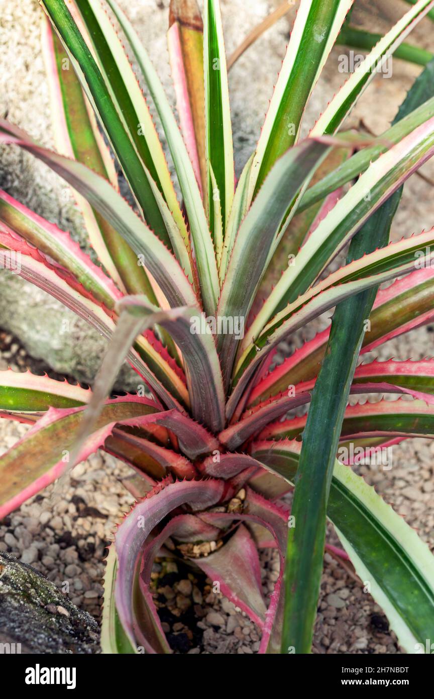 Ananas Comosus var Variegatus a variegated flower plant spring flowering plant commonly known as Ivory or Variegated Pineapple, stock photo image Stock Photo