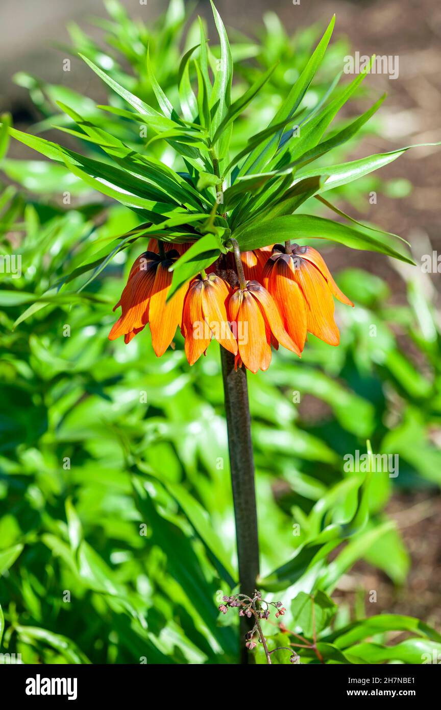 Fritillaria Imperialis A Spring Summer Flowering Plant With A Yellow Red Springtime Flower 3926