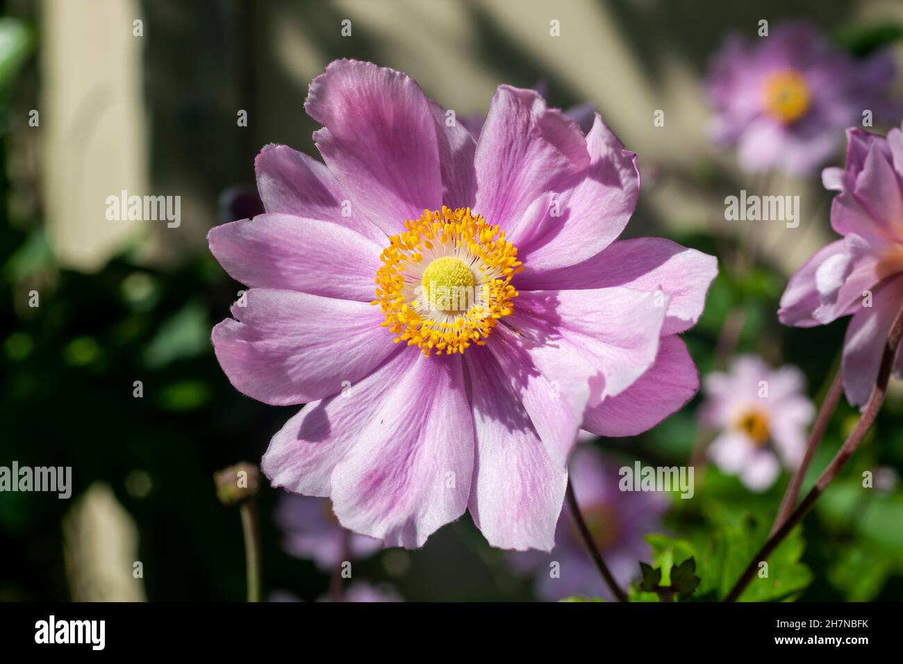Anemone x Hybrida 'Margarete' a summer autumn fall flowering plant with a pink summertime flower commonly known as Japanese anemone, stock photo image Stock Photo