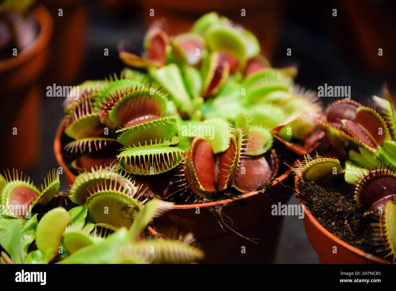 Dionaea muscipula blooming in a pot at home. Stock Photo
