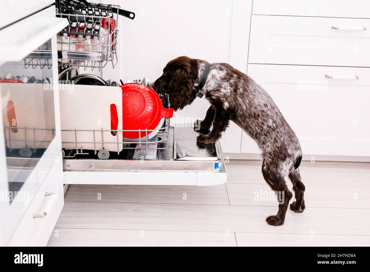 Spaniel dog licks dirty plates in full dishwasher Stock Photo Alamy