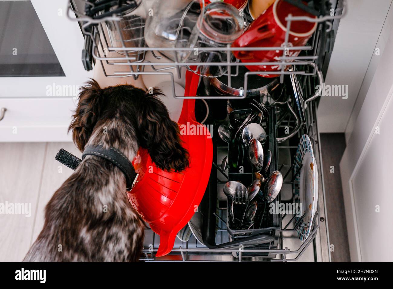 Spaniel dog licks dirty plates in full dishwasher Stock Photo Alamy