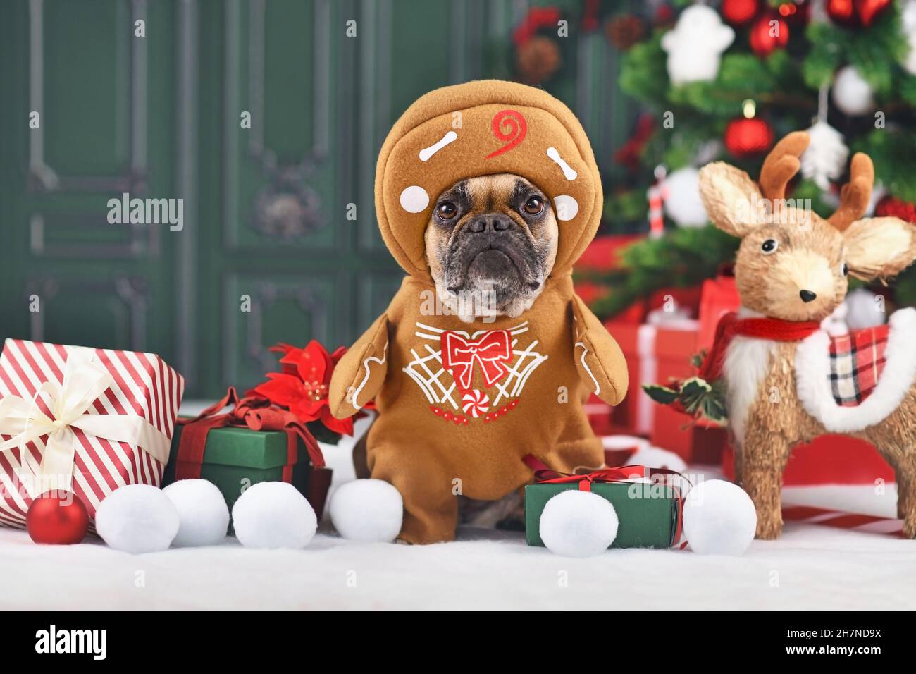 Funny dog Christmas costume. French Bulldog wearing gingerbread outfit with arms surrounded by festive decoration Stock Photo