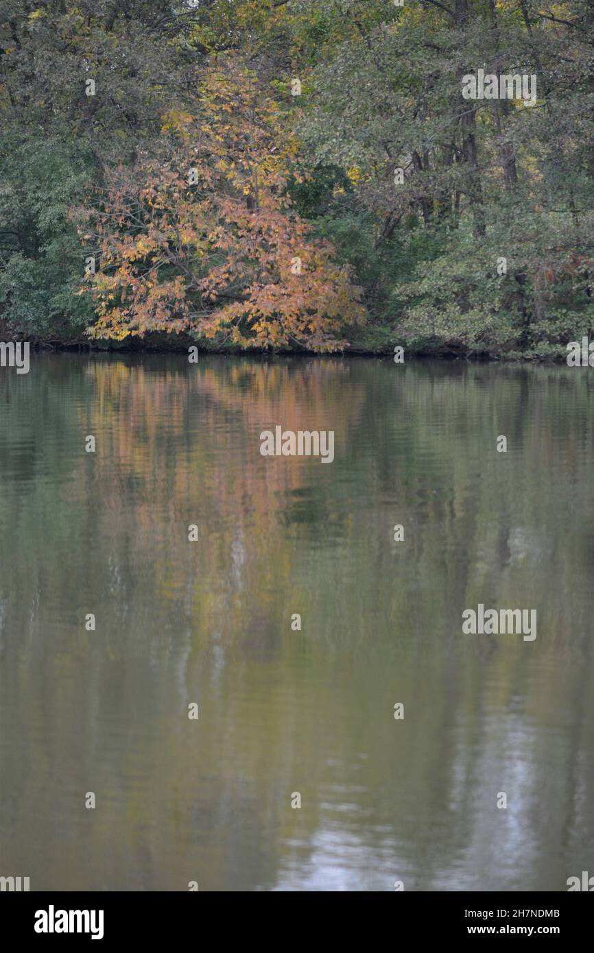 Vertical shot of a lake reflecting the surrounding trees in the autumn ...
