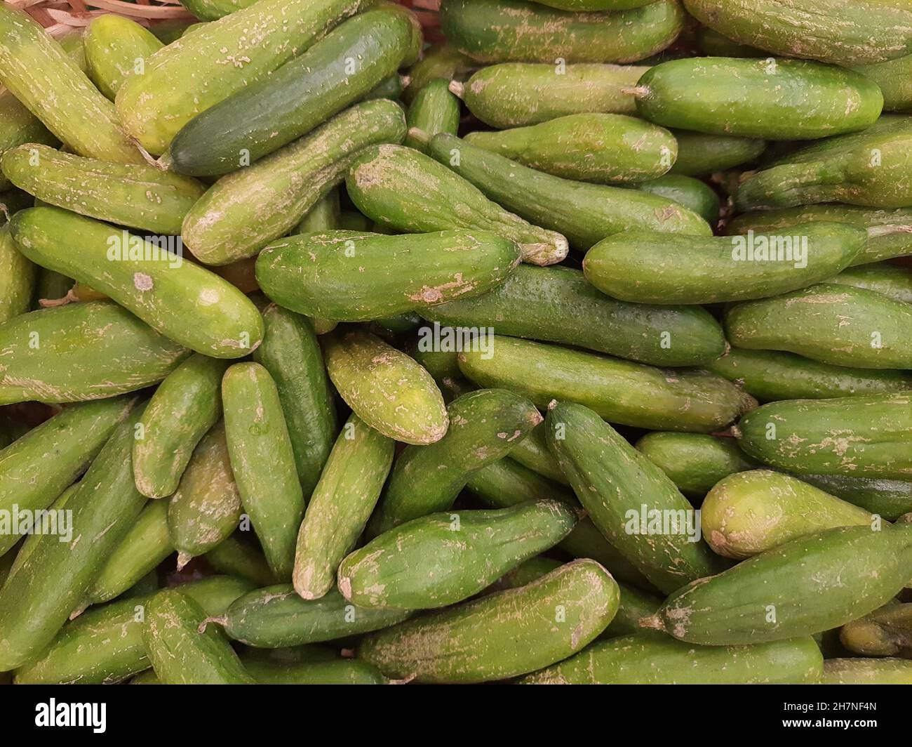 Full screen of cucumbers in a market. Stock Photo