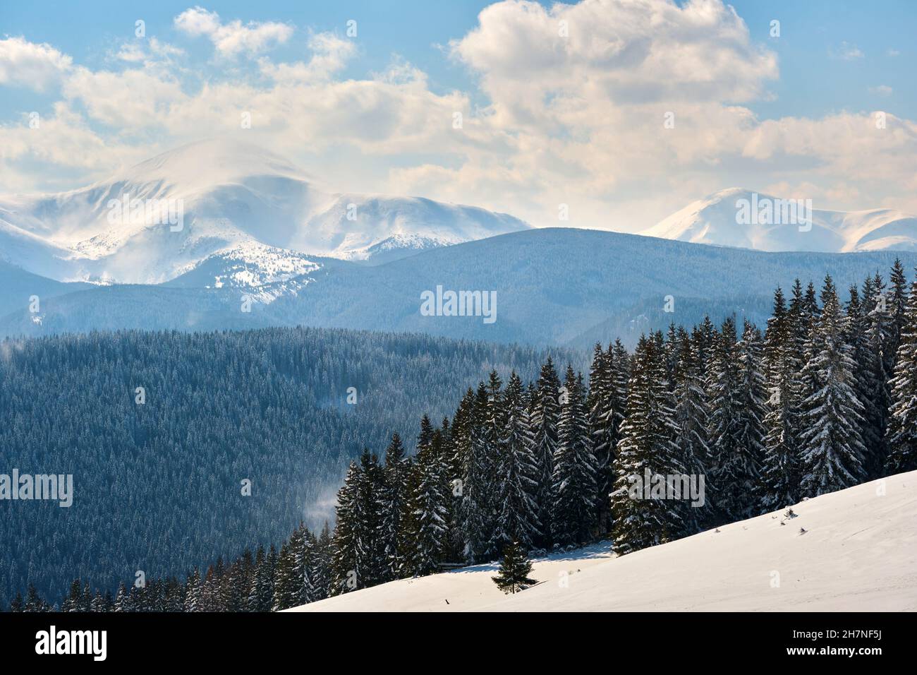 Tree blowing wind snow gale hi-res stock photography and images - Alamy