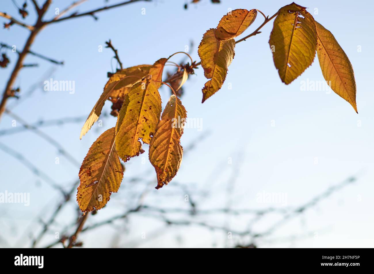 Last yellow leaves leaf hanging on the branch of the tree Blue sky background Stock Photo