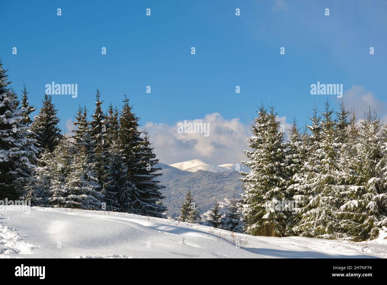 Bright winter landscape with pine trees covered with fresh fallen snow ...