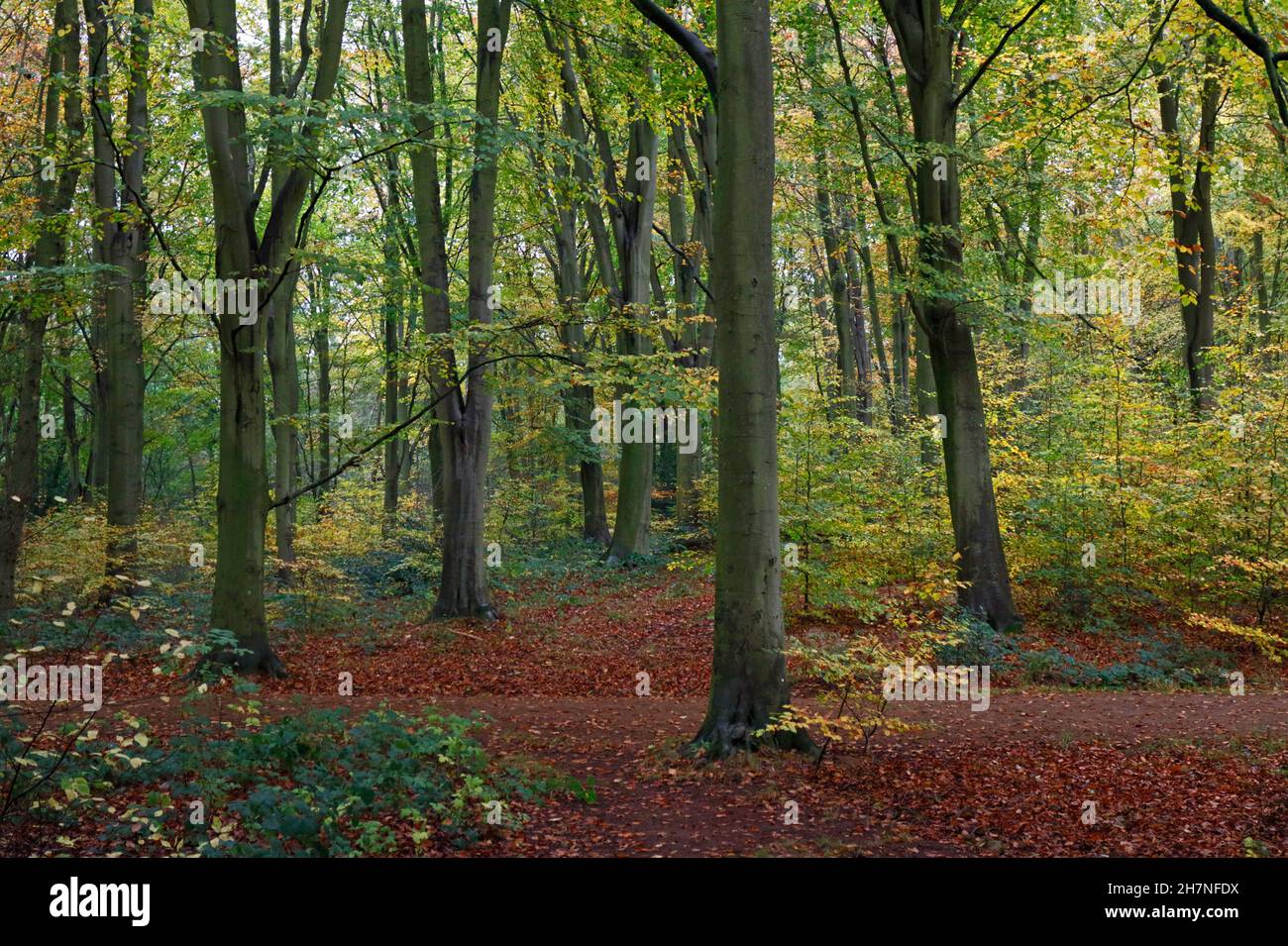 A view of woodland with predominately Beech trees, Fagus sylvatica, in the Norfolk countryside at Blickling, Norfolk, England, United Kingdom. Stock Photo